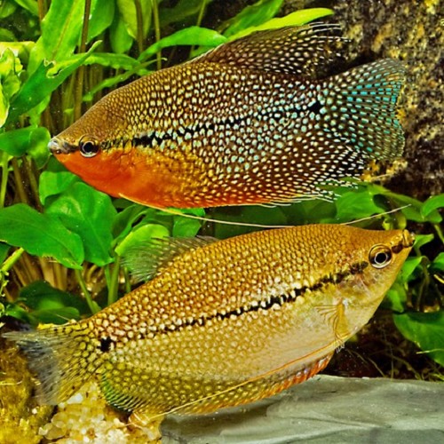 Trichogaster leeri - Diamond gourami L